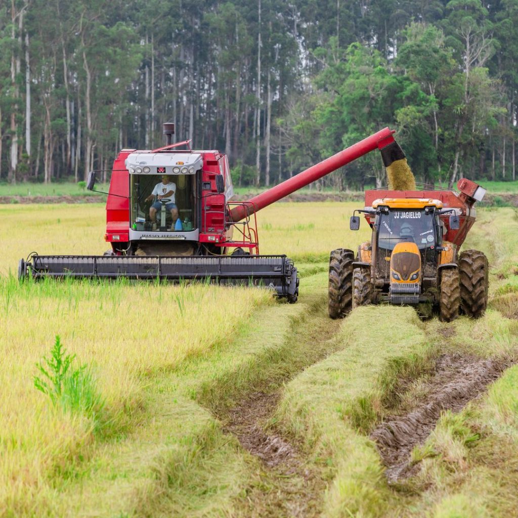 Colheita de arroz com maquinário agrícola em lavoura da Urbano Alimentos
