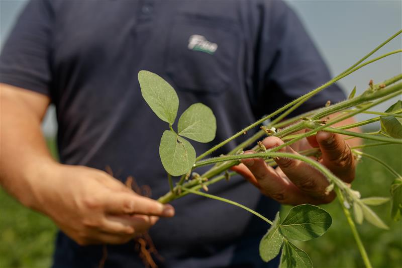 Técnico segurando planta no campo durante inspeção agrícola da Frísia.