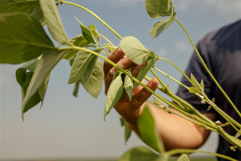 Mão segurando planta de soja durante inspeção técnica em lavoura.