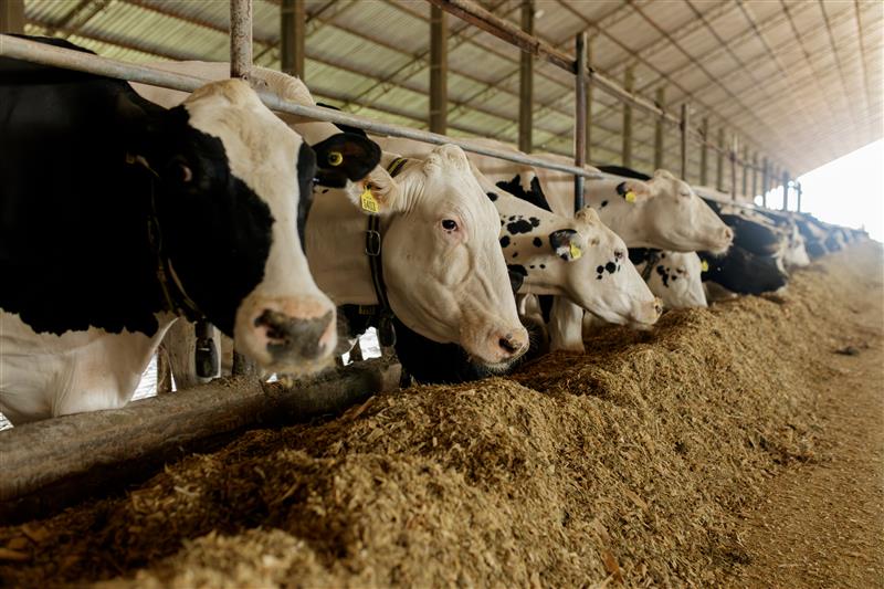 Vacas recebendo alimentação em instalação da Frísia.